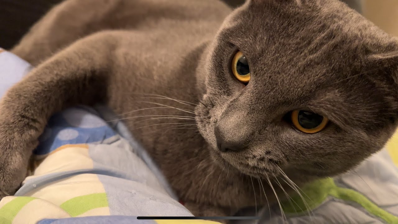 The best way to interrupt your cats nap time - YouTube