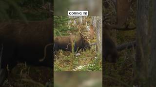 Who&#39;s Heart Gets Pumping Seeing This? #moose #hunting #nloa
