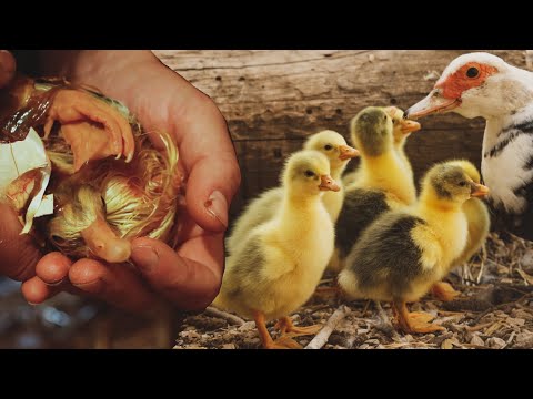 Apúntate al Curso Online de Cría de Aves de Corral 👏🏼https://fincalamaye.com/ Ha llegado el día 👏🏼 los huevos de ganso que rescatamos hace unas semanas y hemos incubado en...