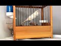 أقوى تغريد لكناري التيمبرادو timbrado mp3