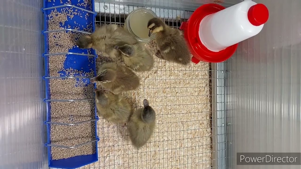 Небыло печали, завели Елена и Пётр Бегунков. Новые питомцы в нашем Нескучном саду  