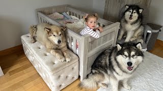 Wolf Pack Protect Newborn Baby And Little Girl! They Never Leave Thier Side!! (So Cute!
