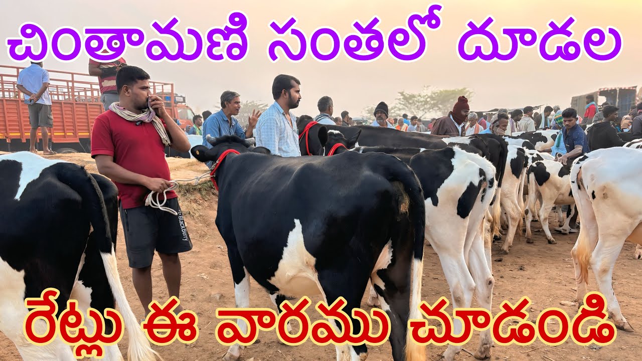 చింతామణి సంతలో ఈ వారము దూడల రేట్లు చూడండి hf calf prices in chintamani cow market #hf #chintamani