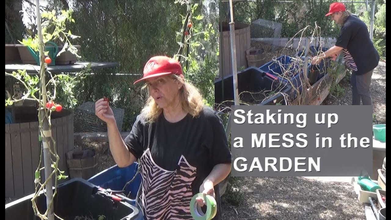 Weekend Staking up Tomato Plants in the Garden Compost Trimmings 