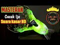 Masteran Cucak Ijo Gacor Suara Keras Dan Jernih Hd Mp3 - Mp4 Download