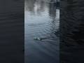 Micro XS RC Boat #rc #rcboat #remotecontrol