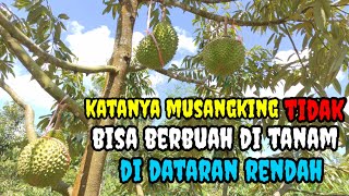 Kebun Durian MUSANGKING usia 4 tahun buah perdana tanam di Dataran Rendah