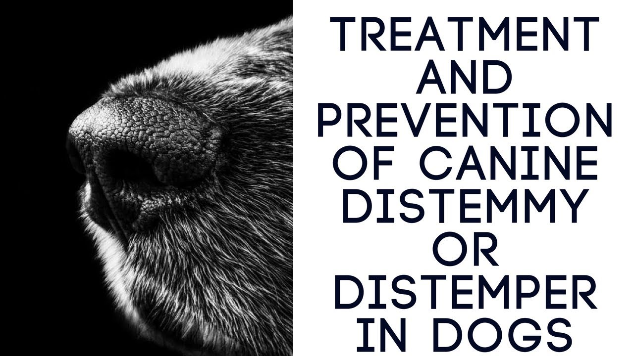 Canine distemper: the first signs and prevention of treatment Canine distemper: the first signs and prevention of treatment
