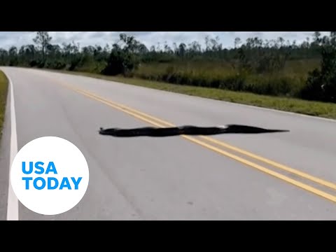 15-foot-long python stretches across two lanes on Florida roadway | USA TODAY