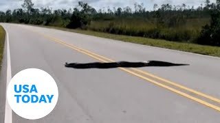 15-foot-long python stretches across two lanes on Florida roadway | USA TODAY