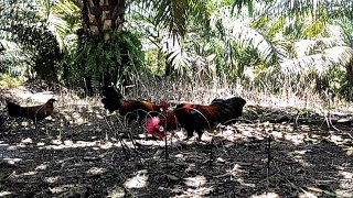 Waw Ayam hutan ini merasa terganggu disaat Pikat kokok di dekatnya