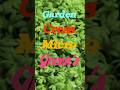 Garden cress micro Green's #halim #microgreens #gardencress #Chandrashur #ayurved #herb #traditional