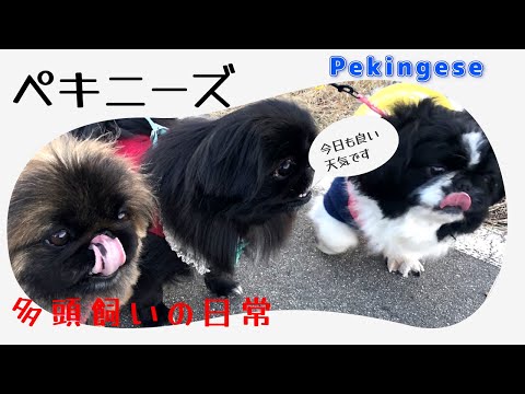 【ペキニーズ】3頭飼いの日常#多頭飼い #ペキニーズ #pekingese #犬のいる暮らし #dog #cutedogs #かわいい #癒し