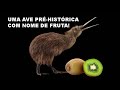 KIWI - UM DOS ANIMAIS MAIS ESTRANHOS DO MUNDO TODO! ELE É UMA AVE PRÉ-HISTÓRICA COM NOME DE FRUTA!