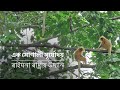 এক সোণালী সূৰ্যোদয় : ৰাইমনা ৰাষ্ট্ৰীয় উদ্যান | Raimona: Golden Langur | @RoundglassSustain