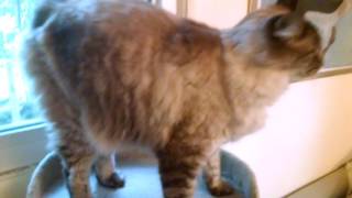 Introducing Voltron, lynx point Maine Coon mix by johansonCats 5,475 views 7 years ago 2 minutes, 40 seconds