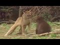 Simba Vs Dubu Angalia Mpaka Mwisho Lion The Beaar 