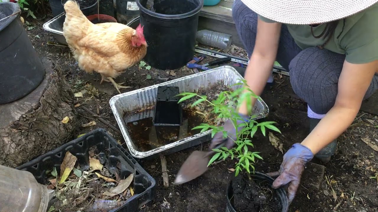 dividing june plum seedling into larger pots