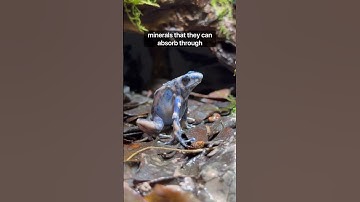 My Poison Dart Frogs Live Like Kings! #fyp #youtubeshorts #poisondartfrog