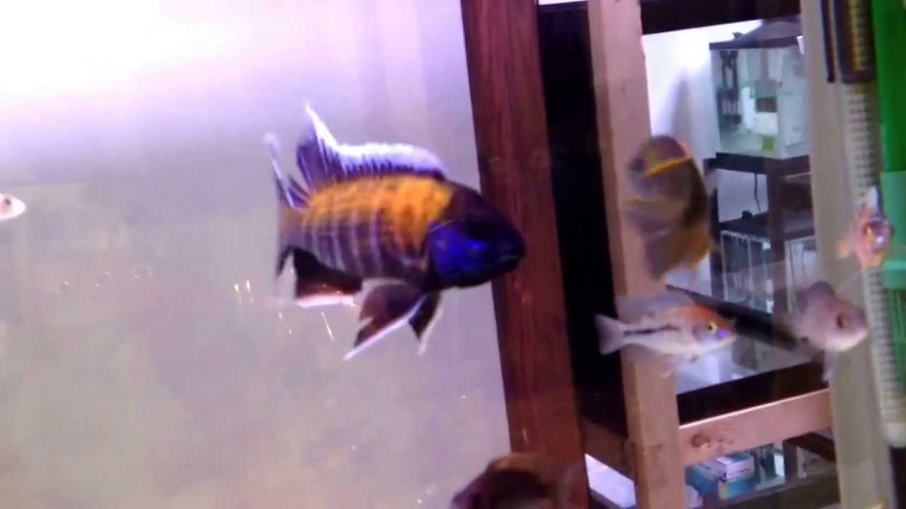 camera iphone 8 plus apk Wild caught Walteri !