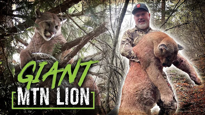 THEBUGLER'S GIANT IDAHO MTN LION!