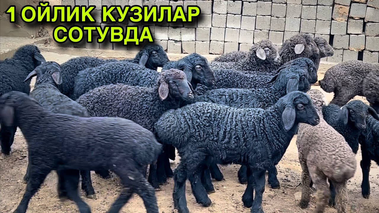 1 Ойлик Кузилар! ☎️+998 991973041