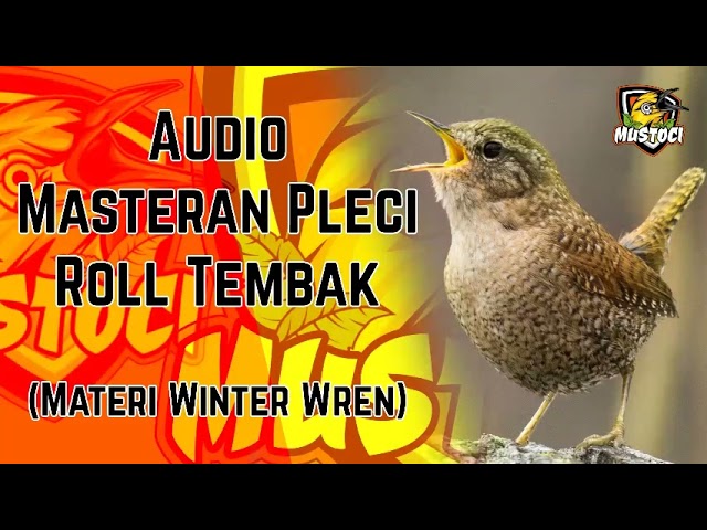 Audio Masteran Pleci Roll Tembak Materi Winter Wren ‐ Mustoci class=