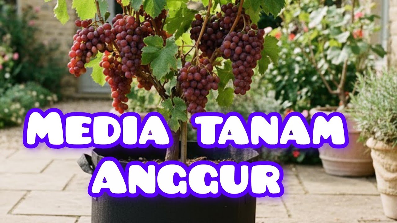 Cara Mudah Berkebun Anggur di Rumah: Persiapan Media Tanam #gardening #anggur 