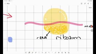 Rna Nın Yapısı Ve Özellikleri