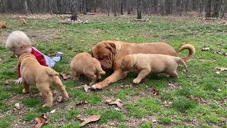 Dogue de Bordeaux Puppies Playing With Mom