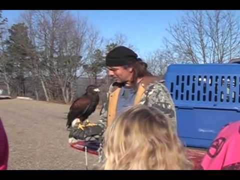 Tommy Young, master falconer, releases a hawk