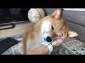 かゆいところ掻いてくれてありがとう、のゆきちゃん 柴犬ゆき Shiba inu, Yuki