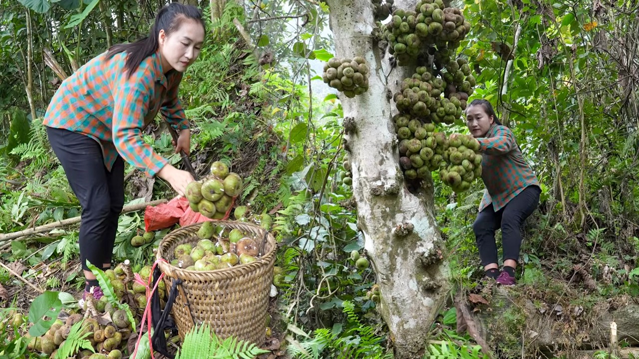 Harvest Rare Wild Mangosteen Deep in the Jungle and Transport to Market for Selling