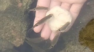 A Good Fish Bait For Fish. Live Show Fish Bait. Sundar Bihar