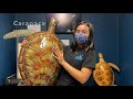 Science with sea grant sea turtle anatomy