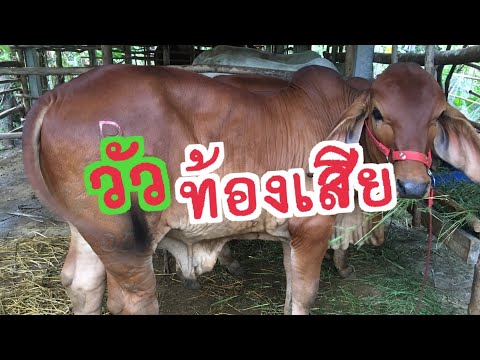 วีดีโอ: วิธีรักษาอาการท้องเสียของวัว