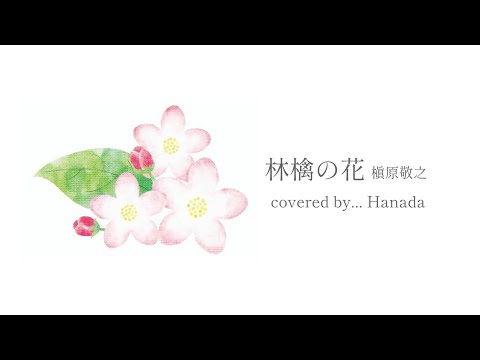 林檎の花／槇原敬之　covered by...芲田