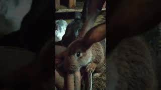 Funny Baby Bunny Rabbit Videos 6 - Cute Rabbits Compilation 2021