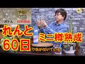 れんと（黒糖焼酎）ミニ樽 熟成 60日