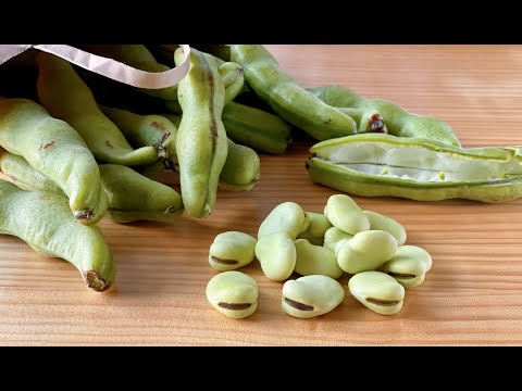 How to Cook Fava Beans (Broad Beans) | OCHIKERON | Create Eat Happy :) | ochikeron