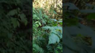 Scary and ugly dora the exsplore like person is chasing me to the point I called the police