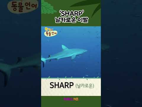 상어의 <strong>무기</strong>! 날카롭다를 영어로?ㅣSHARPㅣ1분 <strong>영어</strong> 배우기ㅣ위키와 동물언어ㅣKBS 방송