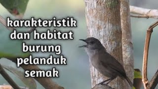 Karakteristik dan habitat burung pelanduk semak