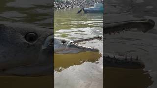 TINY CREEKS have GIANT FISH!! #CreekFishing #Fishing #Catfish