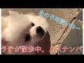 ラテの散歩が面白い