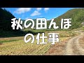 秋の田んぼの仕事
