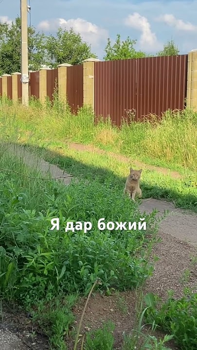 Хитрый рыжий кот #рыжийкот #котики #кот #природа #цветы #юмор # ...