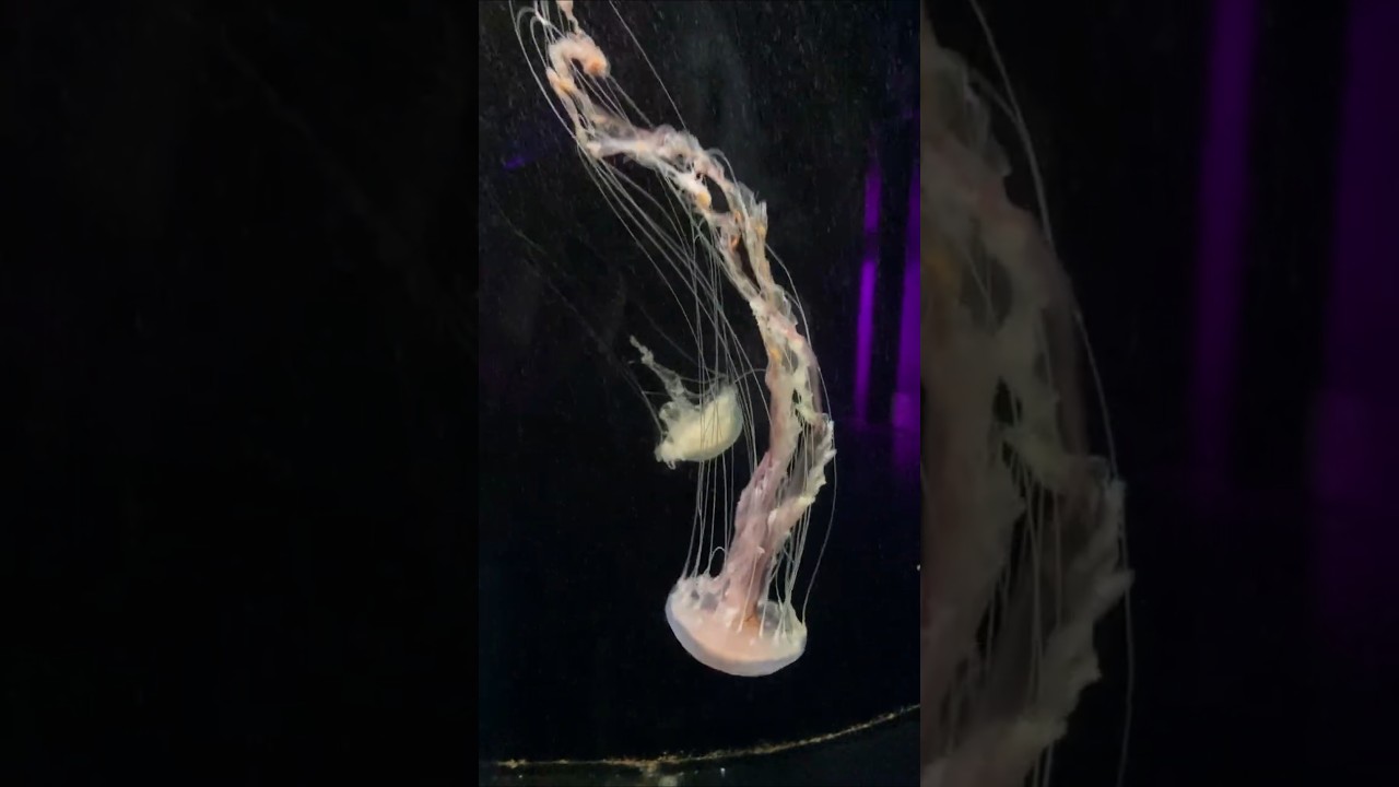 Sea Nettles at Living Planet Aquarium! #short