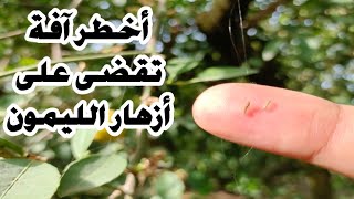 أسباب وعلاج تساقط أزهار الليمون || زتونة زراعية