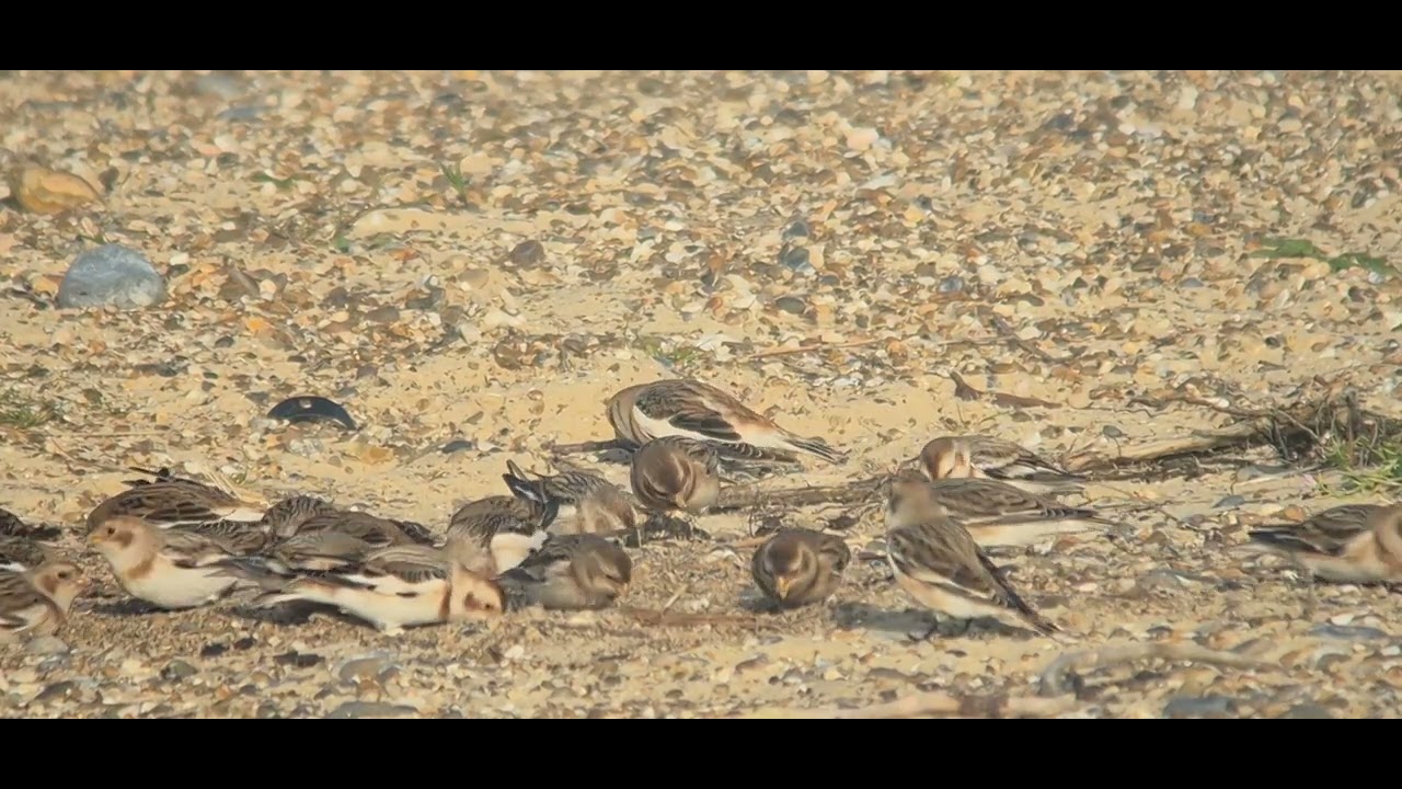 Snow buntings Kessingland beach 
